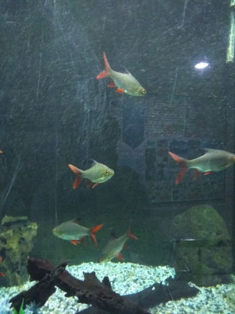Fish Aquarium