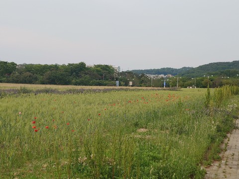 시골,green