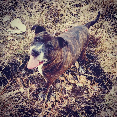 lovely dog