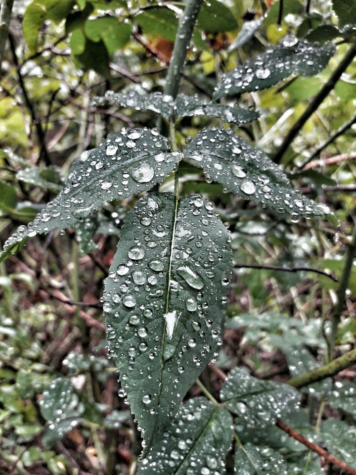 drops