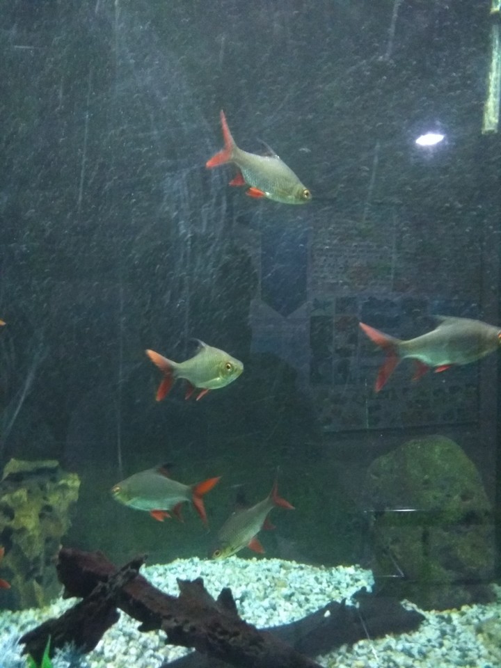 Fish Aquarium