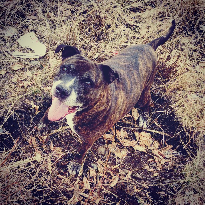 lovely dog