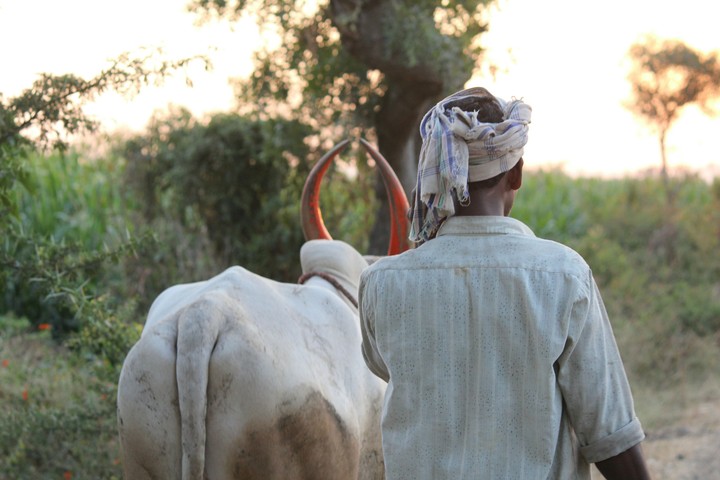 farmer