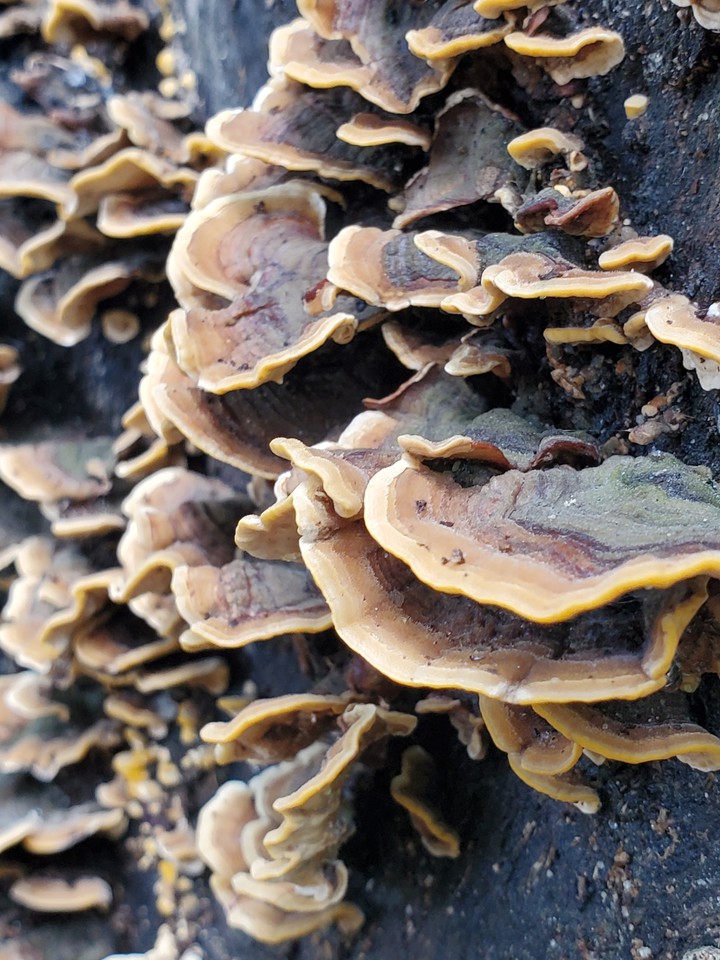 stripped fungi on tree trunk