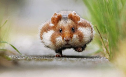 Chubby Cheeks
