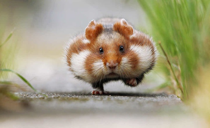 Chubby Cheeks