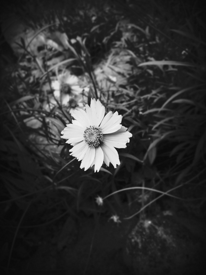 #black & #white...... ..