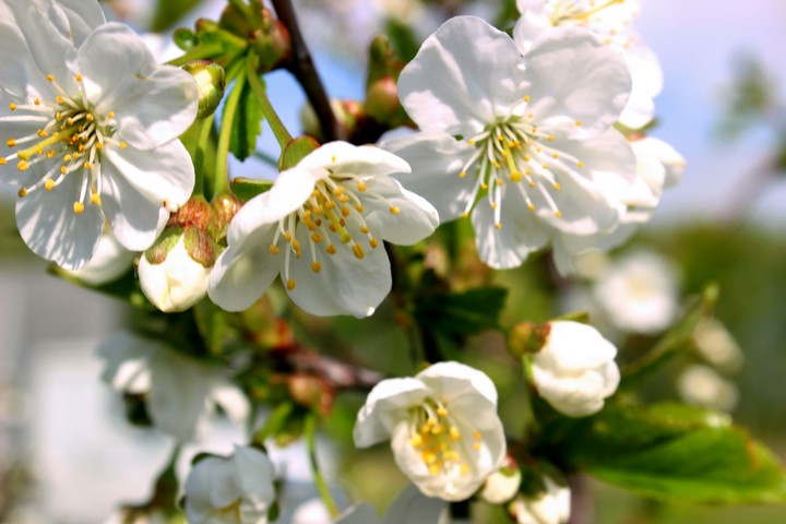 Spring