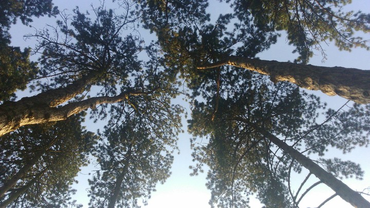 Blue sky with trees
