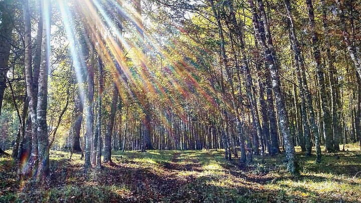 Forest