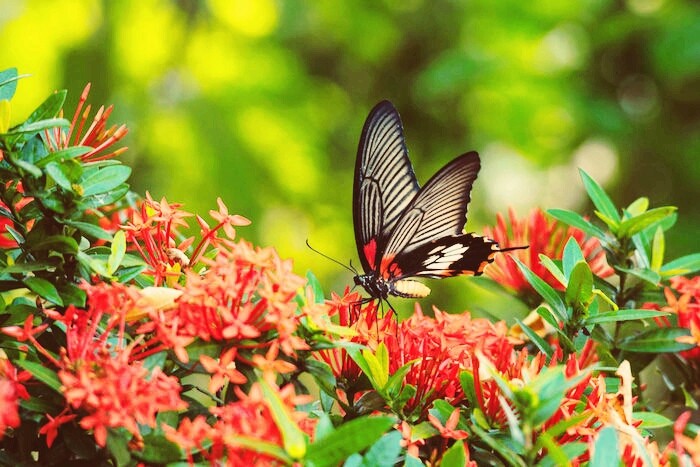 butterfly
