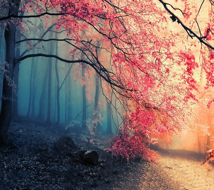 Breaking Dawn