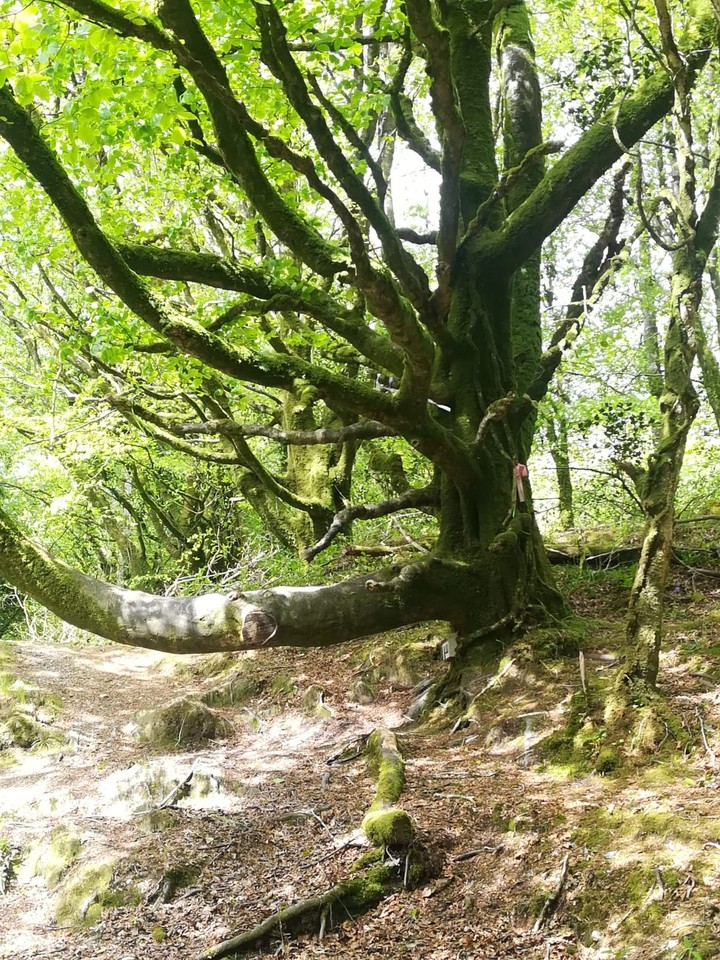 albero