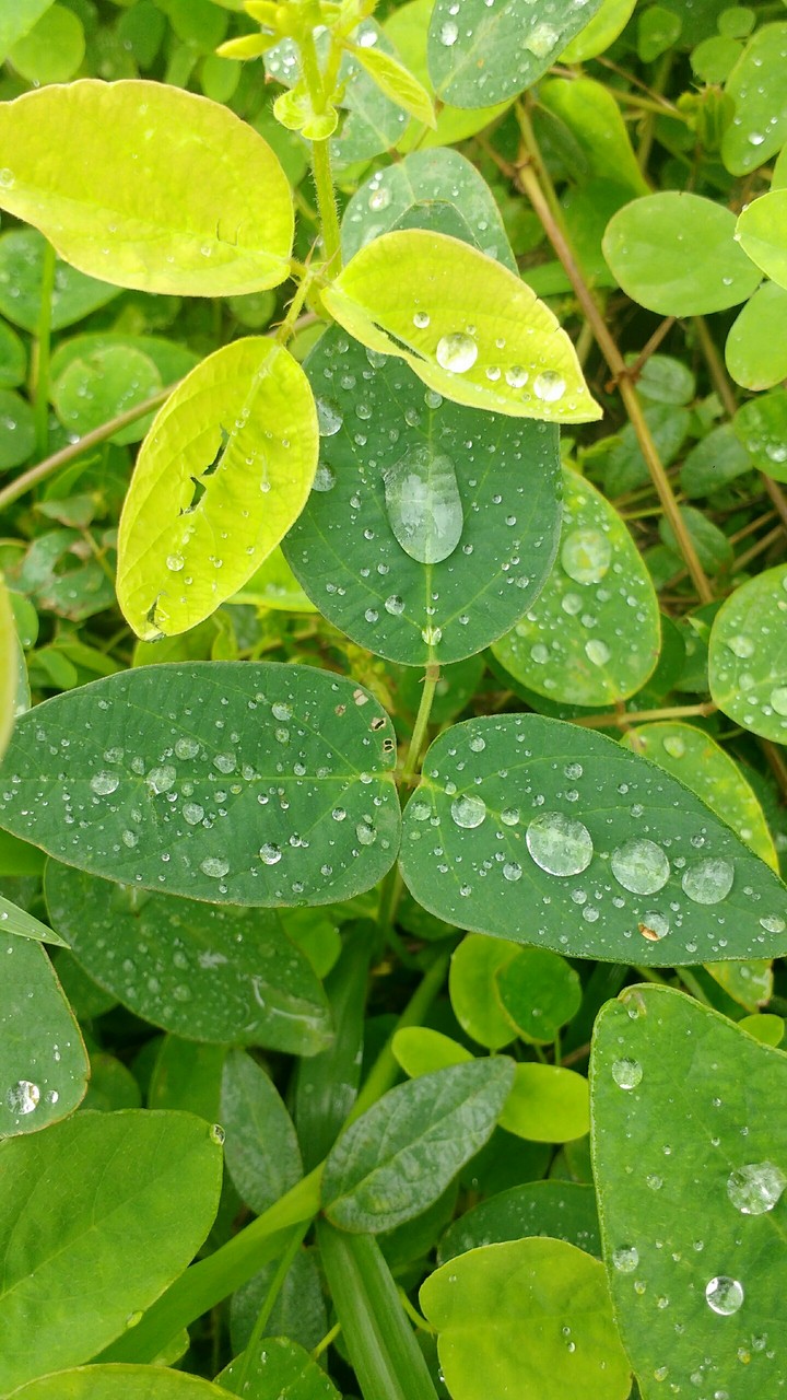 Rain