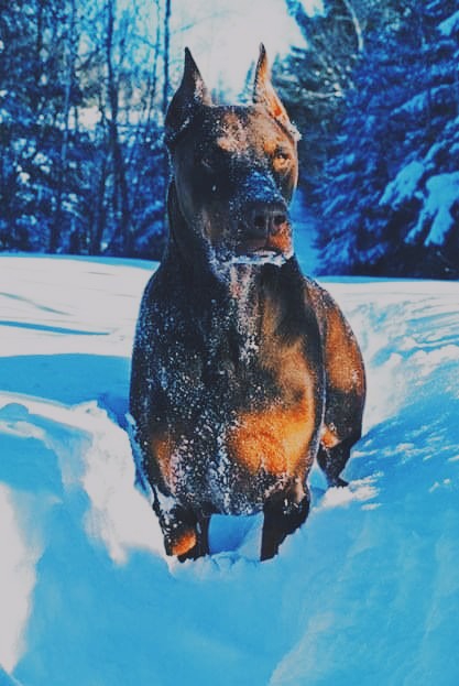 dog,snow