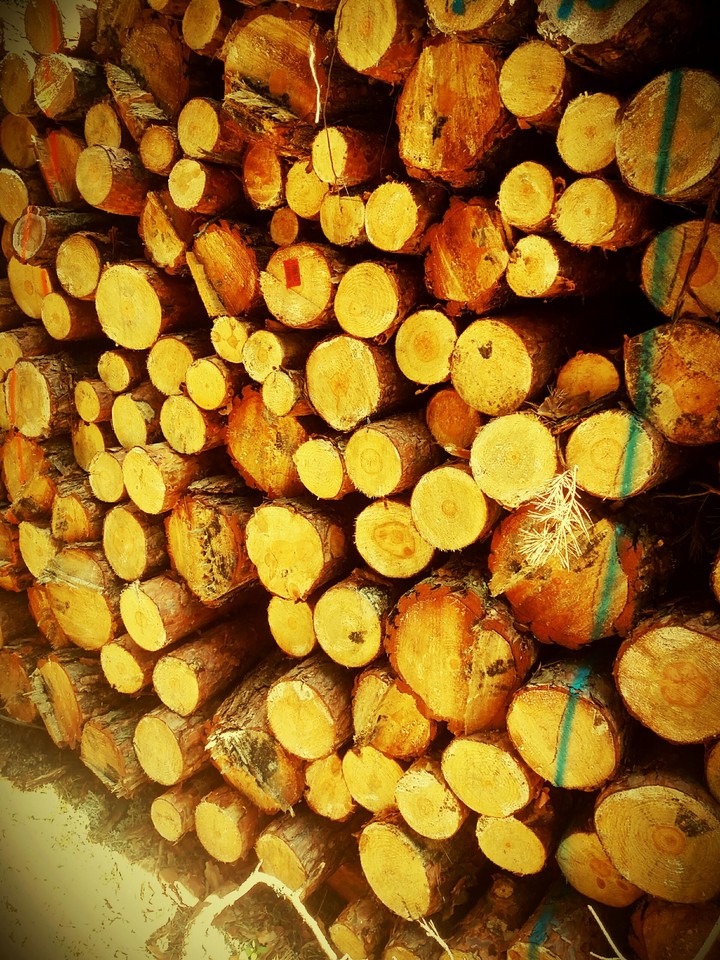 trees on woods