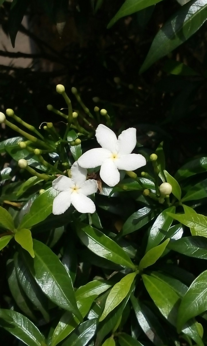 The white flowers ??
