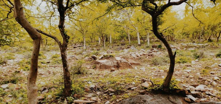 AUTUMN