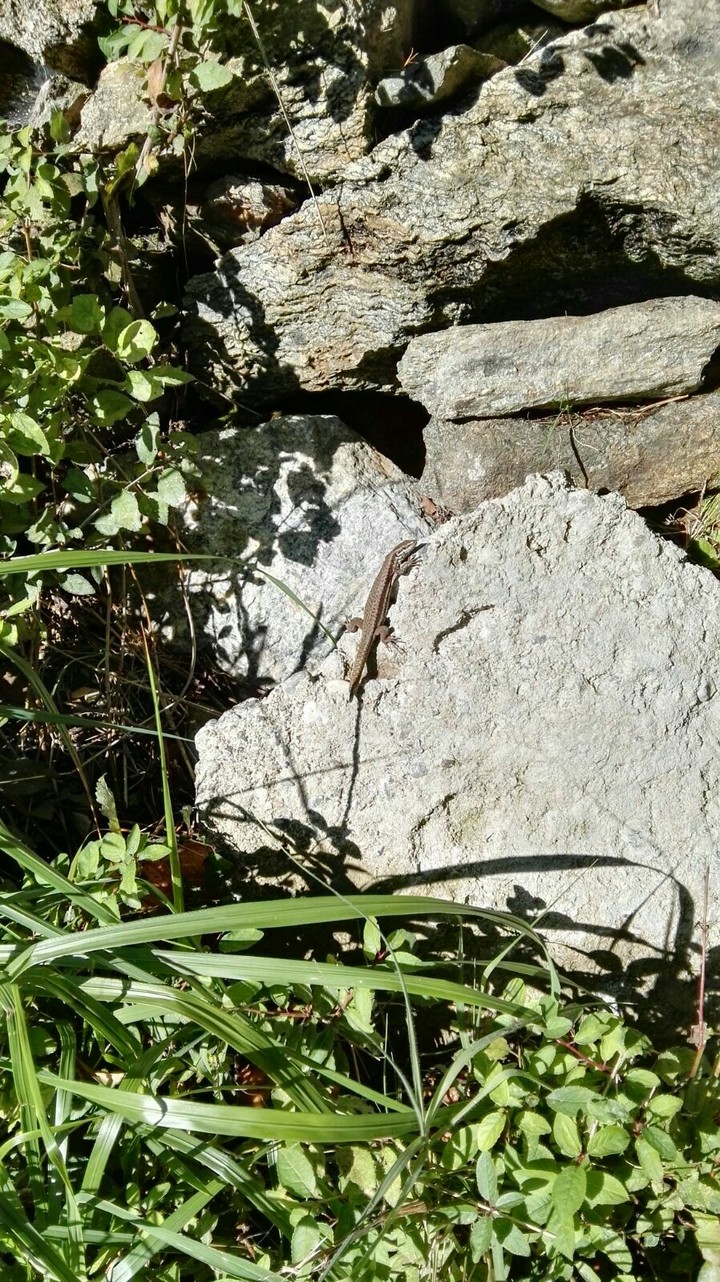 little salamandar