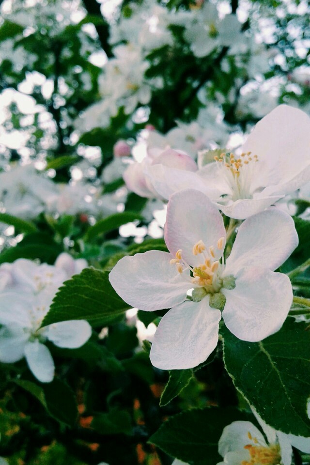 Spring