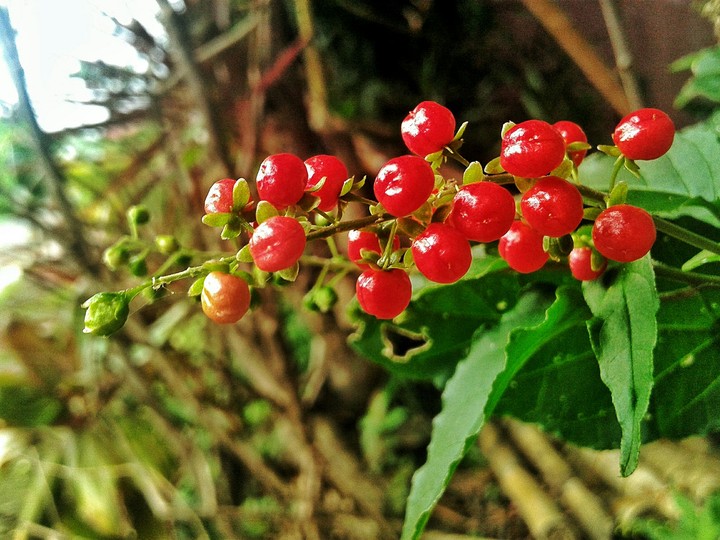 Wild Cherry