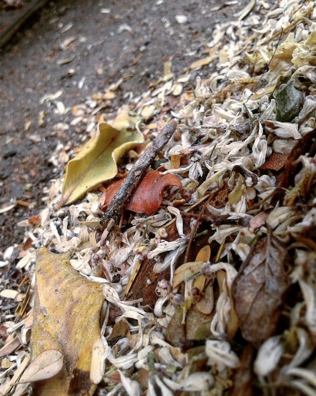 leaves