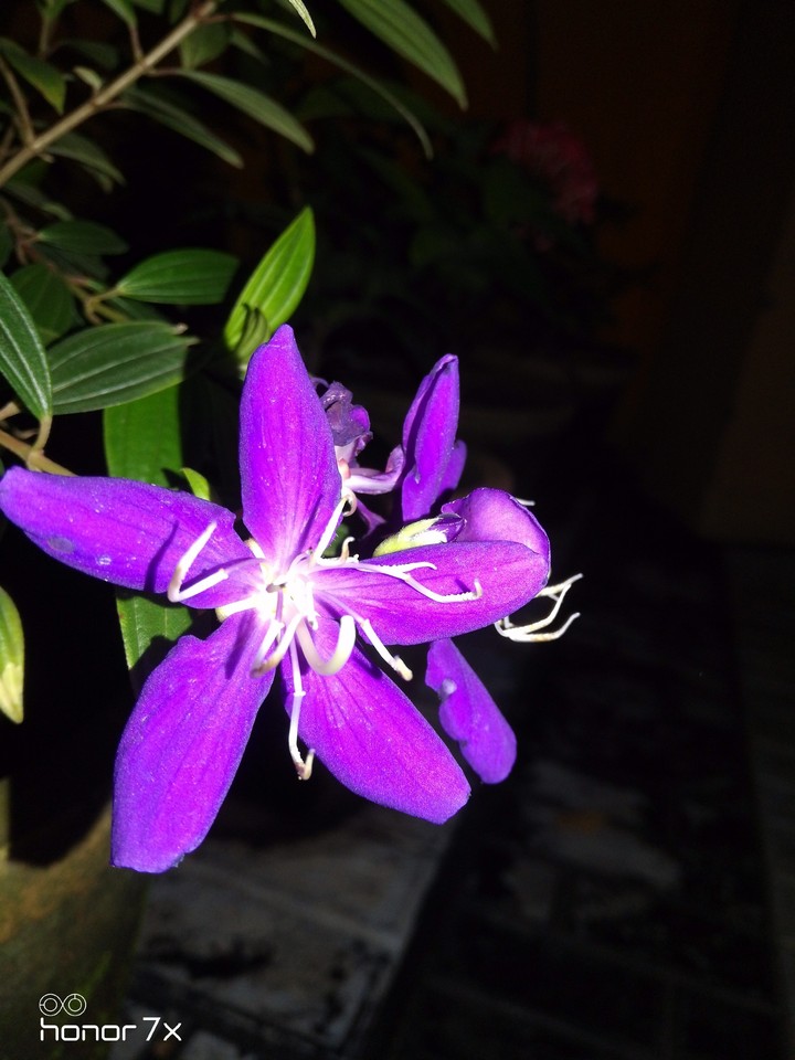 flowers @night