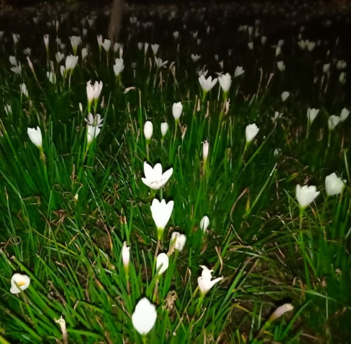nature in night