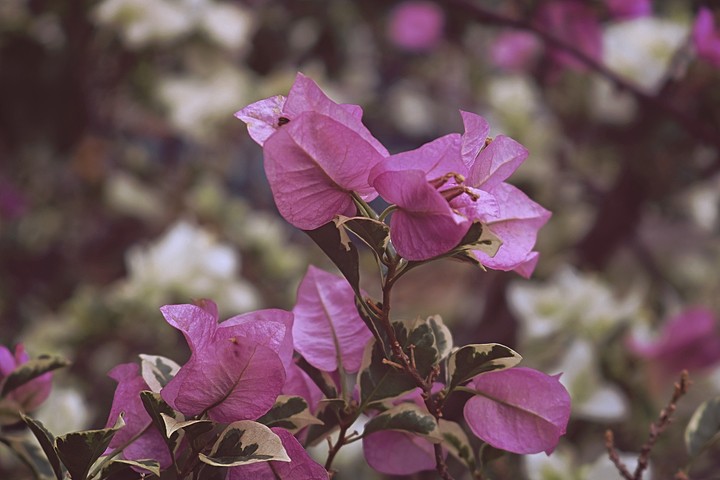 Bougenville flower