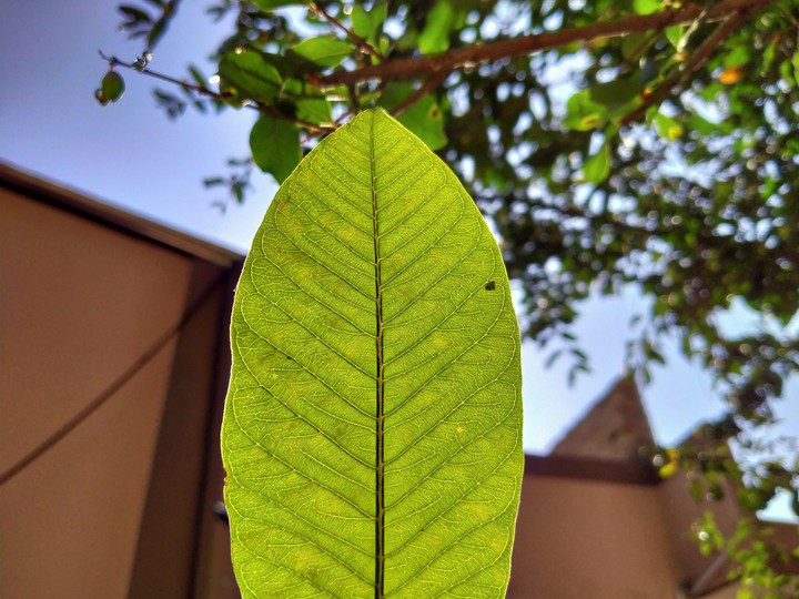 Green leaf
