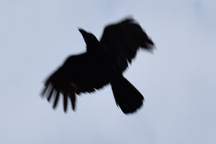 crow.2