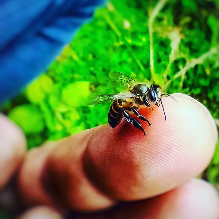 sometimes you don't need a perfect camera to capture nature.