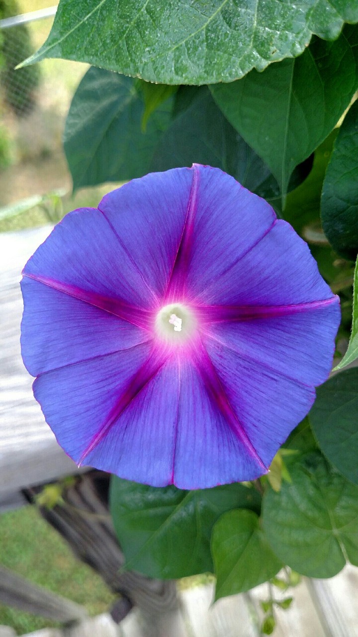 Morning Glory