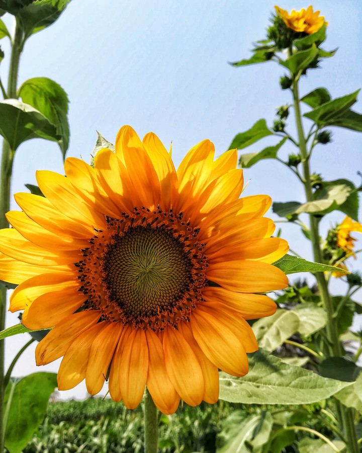 sun follow