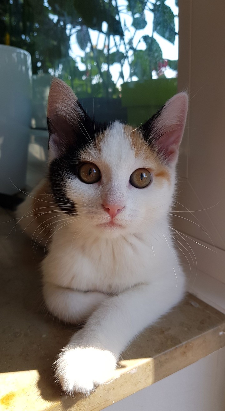 cat