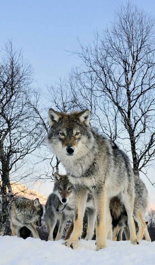 wolves <3