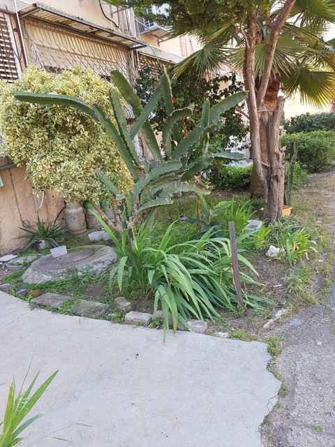 cactus