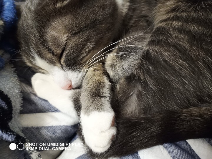 very cute cat