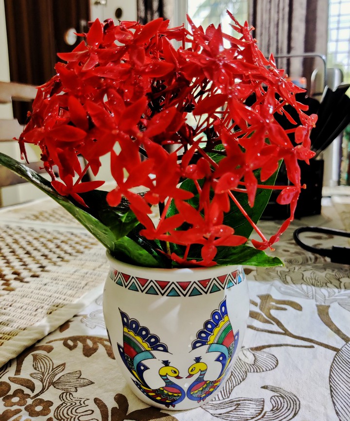 Flowers ❤️❤️