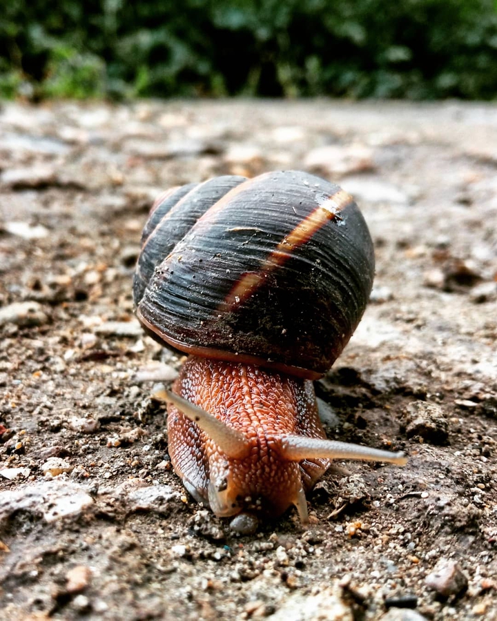 snail