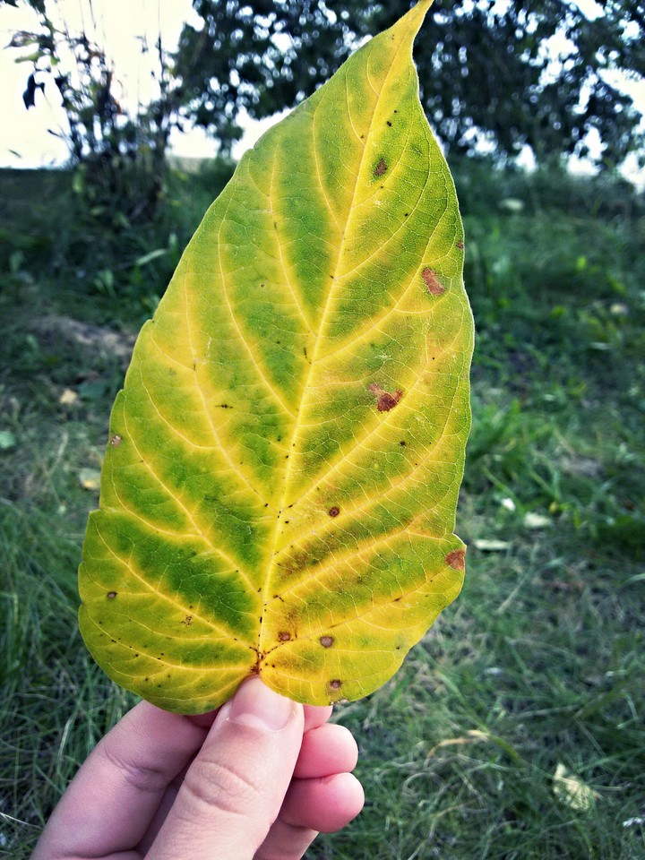 Autumn is coming