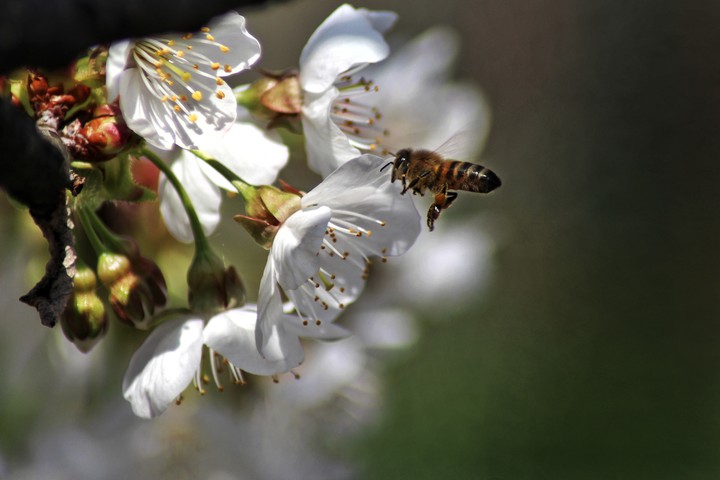 bee in a cherry flower