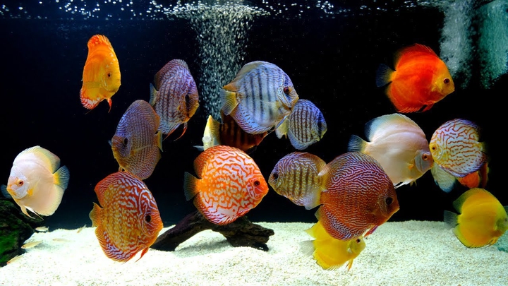 Discus