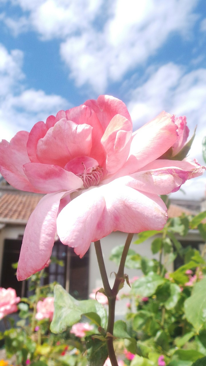Une fleur parmis d'autres