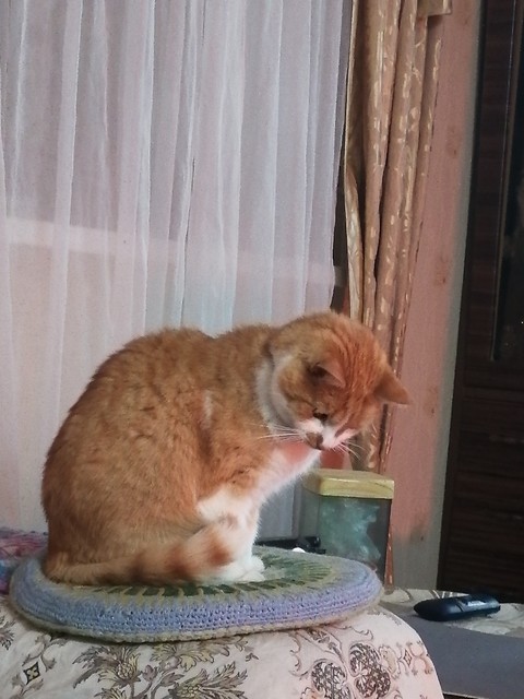 Cat, Felidae, Carnivores