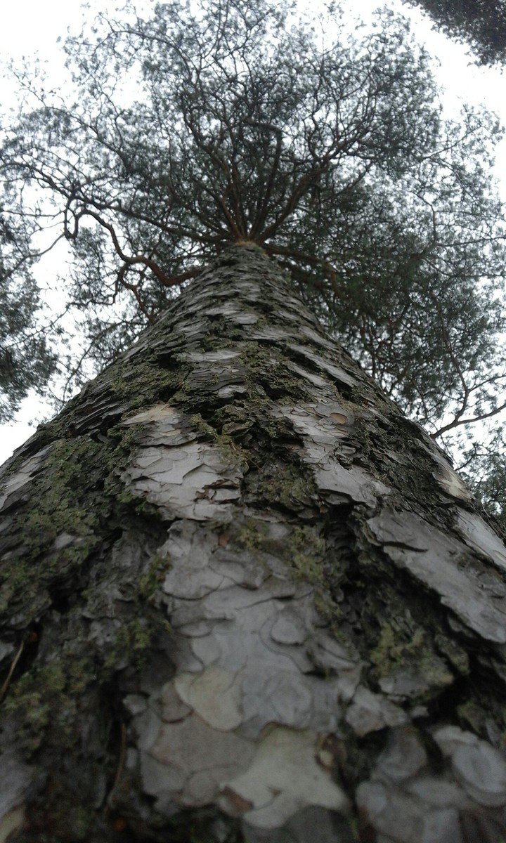 Treeeeee........