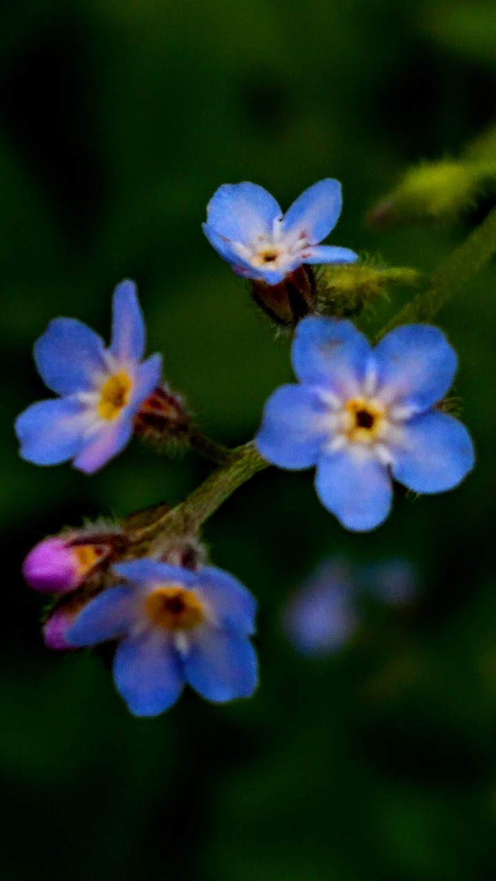 veronica