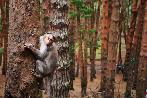 Wild life