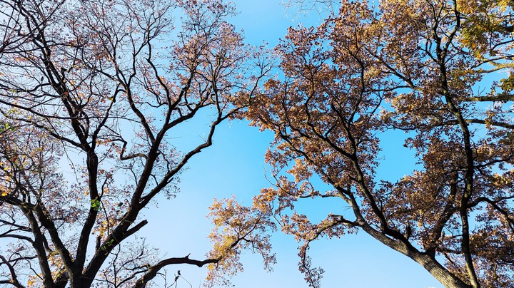 trees