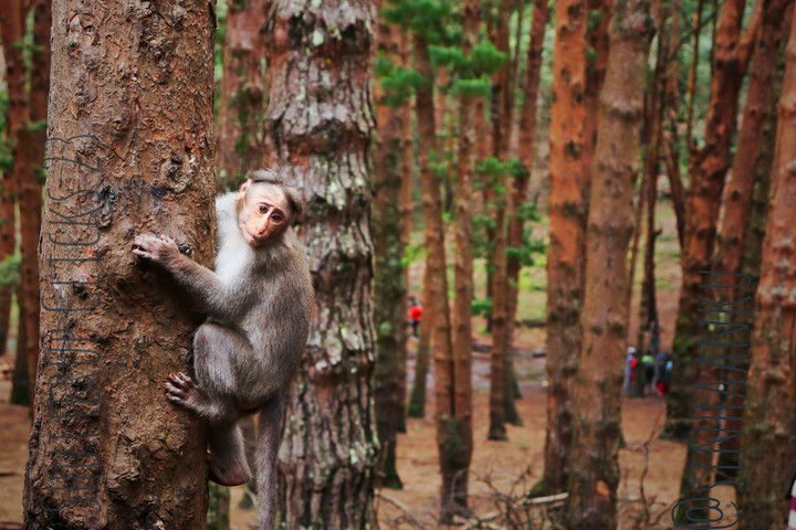 Wild life